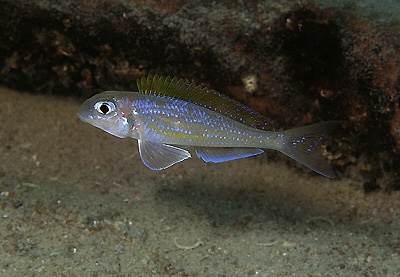 Xenotilapia flavipinnis 'Chisanse'